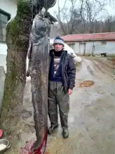 Edirne'de Dev Yayın Balığı: 2.45 Metre!
