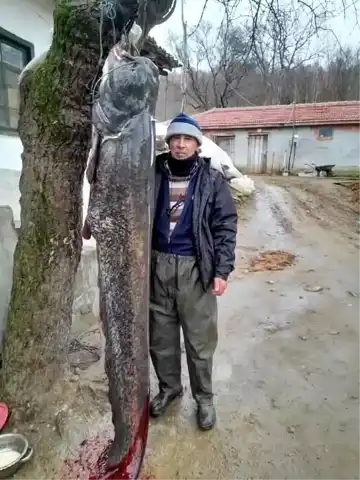 Edirne'de Dev Yayın Balığı: 2.45 Metre!